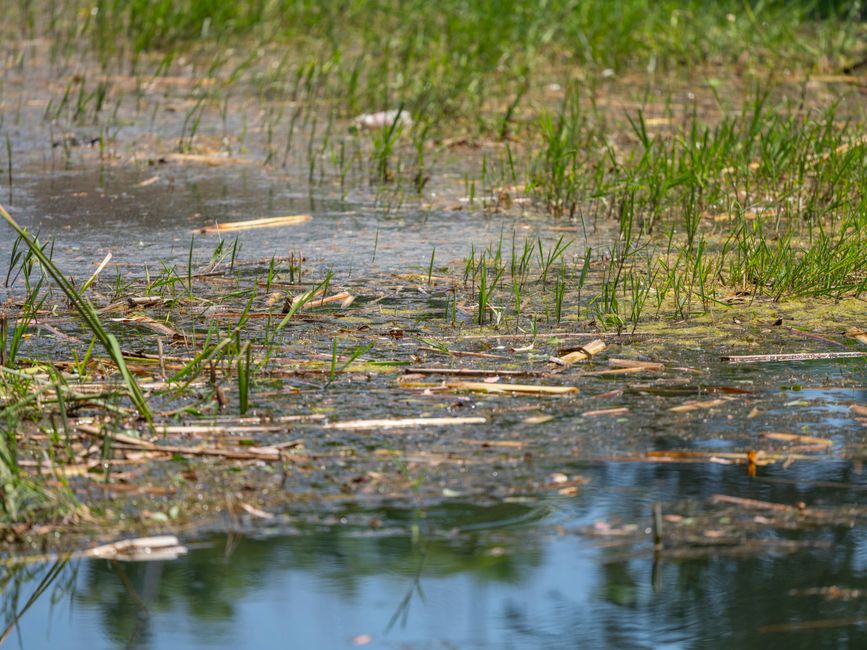A tranquil wetland marsh featuring lush green grasses and serene water reflections.