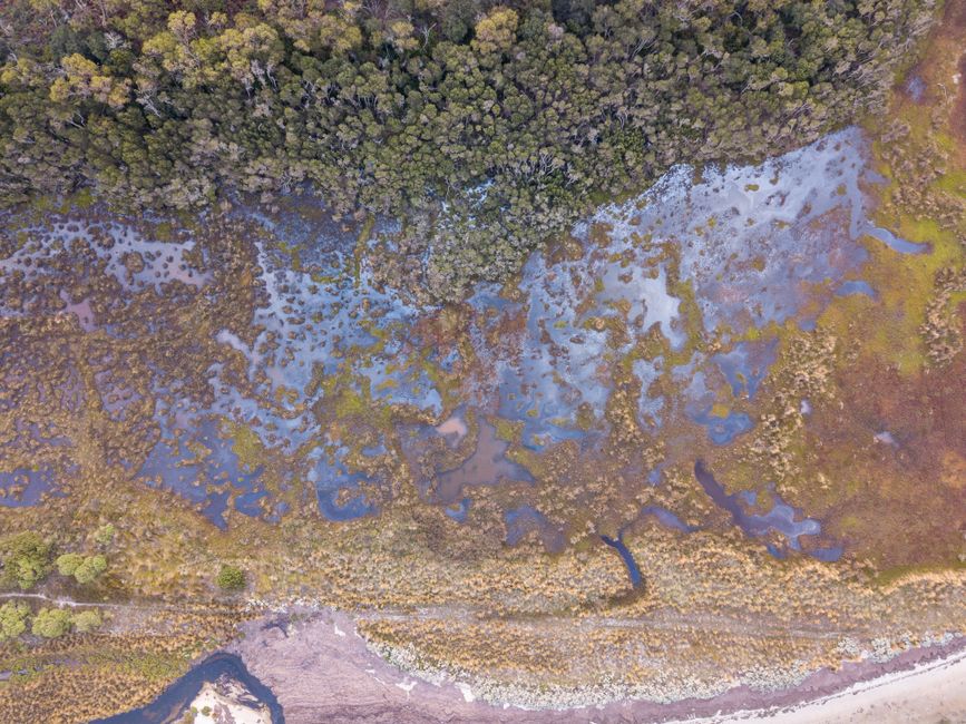 Drone shot capturing the lush wetlands and forest edge in Yanakie, Victoria, Australia.